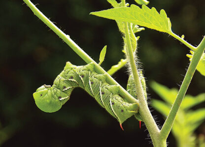 The Big Bug Hunt: Pest Alerts for Organic Gardeners Image